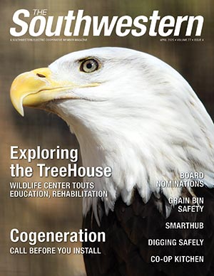 Eagle at Dow's Treehouse Wildlife Rehabilitation Center